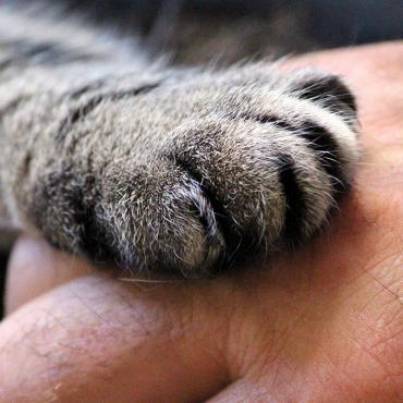 Paw and Hand