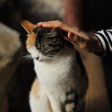 cat being stroked